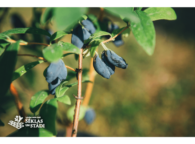 Lonicera kamtschatica   'Eisbar'